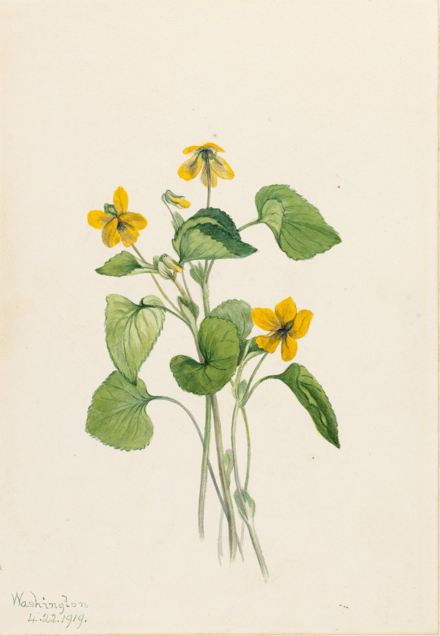 光滑黄紫罗兰（Viola eriocarpa） 作者 玛丽·沃克斯·沃尔科特