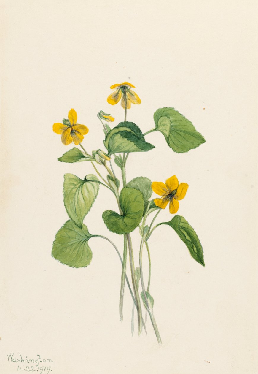 平滑的黄紫罗兰 Viola eriocarpa, 1919. 作者 玛丽·沃克斯·沃尔科特