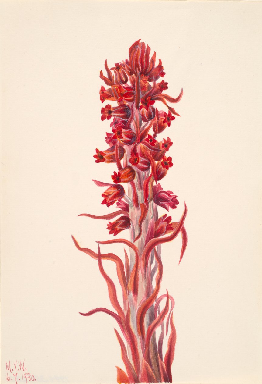 雪生植物 Sarcodes sanguinea, 1930. 作者 玛丽·沃克斯·沃尔科特