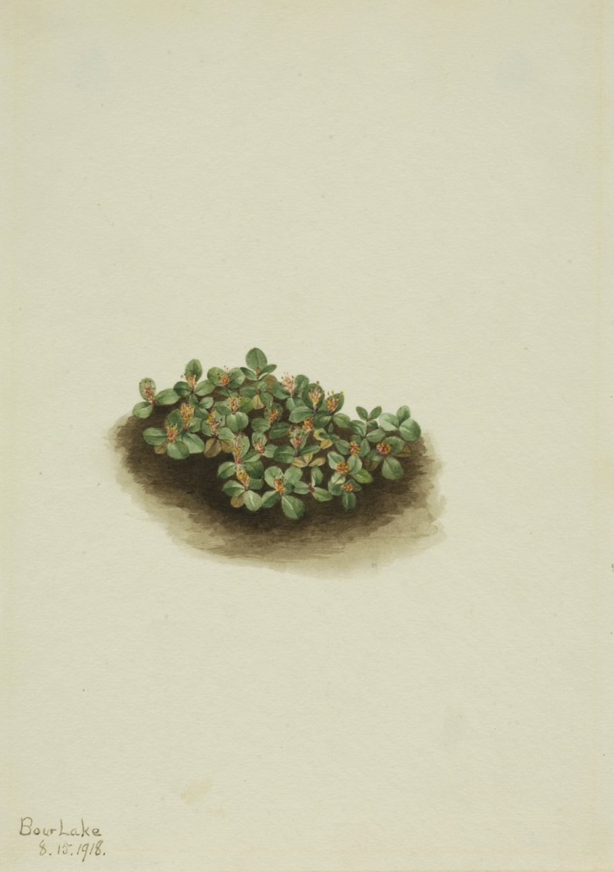 雪柳 Salix nivalis, 1918. 作者 玛丽·沃克斯·沃尔科特