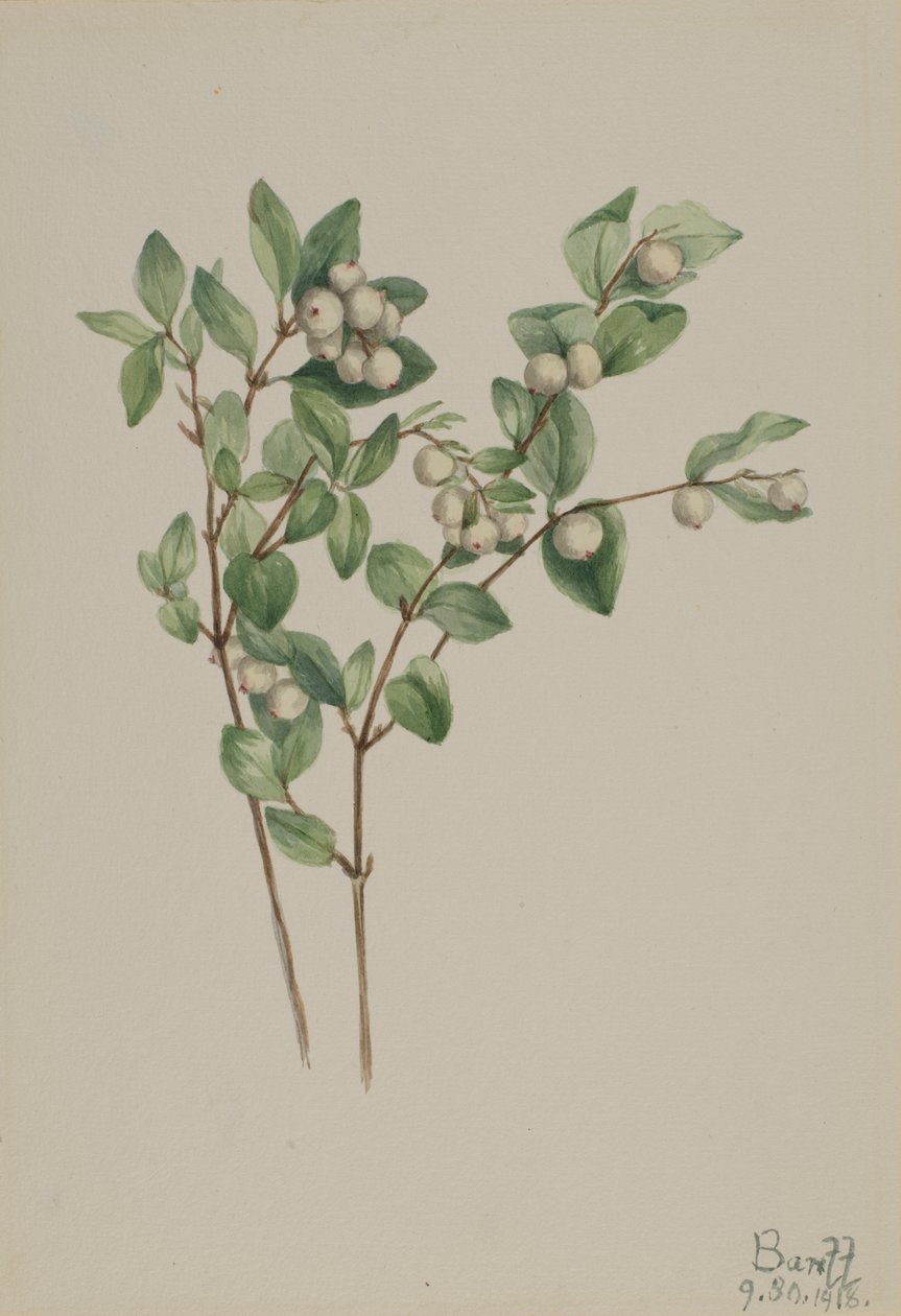 雪莓（Symphoricarpos albus） 作者 玛丽·沃克斯·沃尔科特