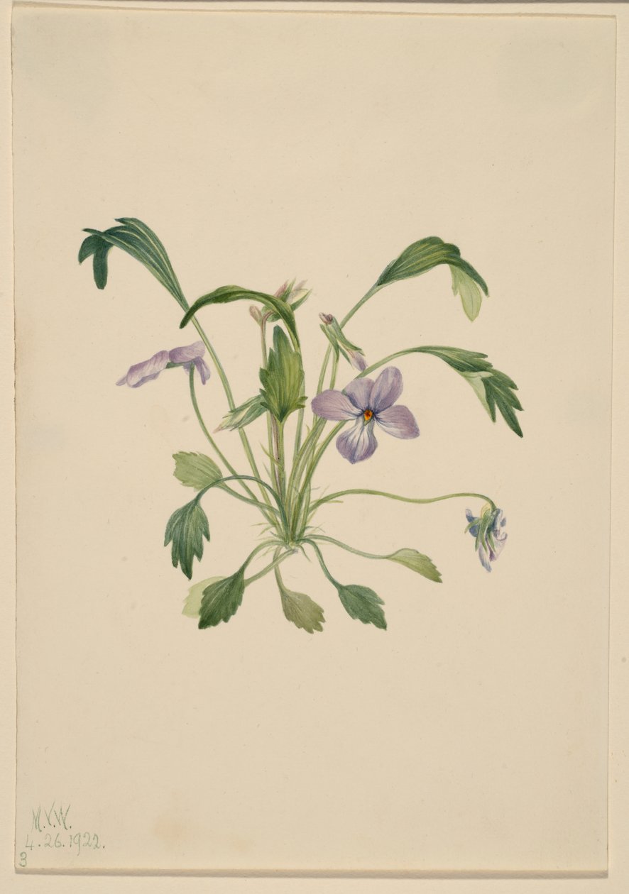 南方鸟脚紫罗兰（Viola digitata） 作者 玛丽·沃克斯·沃尔科特