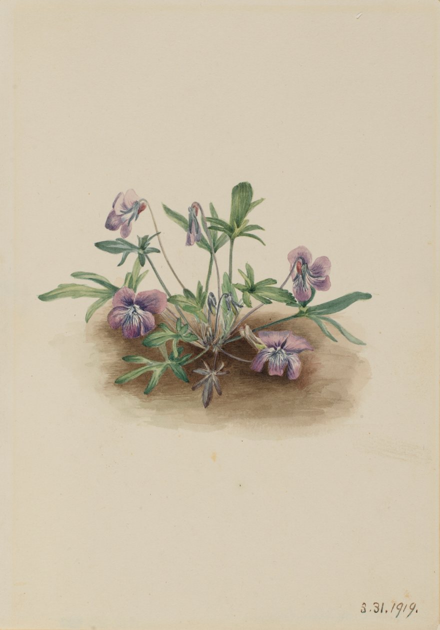 南部海岸紫罗兰（Viola septemloba） 作者 玛丽·沃克斯·沃尔科特
