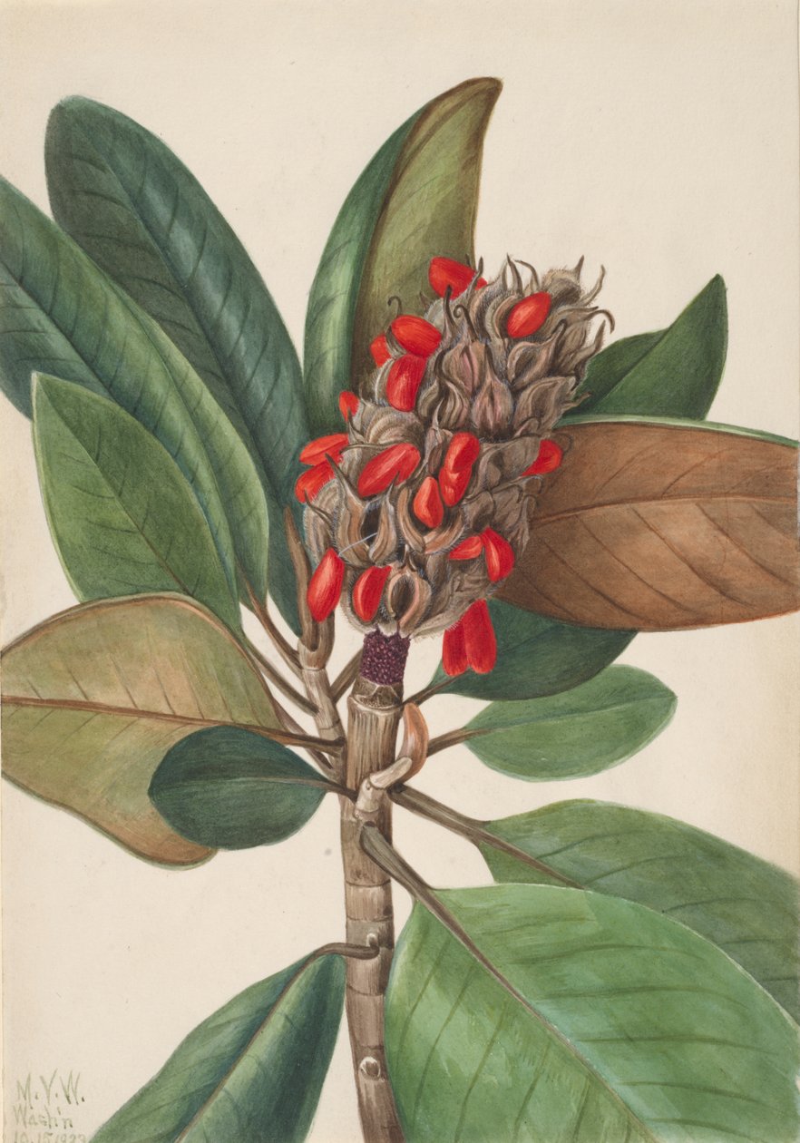 南方木兰 Magnolia grandiflora, 1923. 作者 玛丽·沃克斯·沃尔科特
