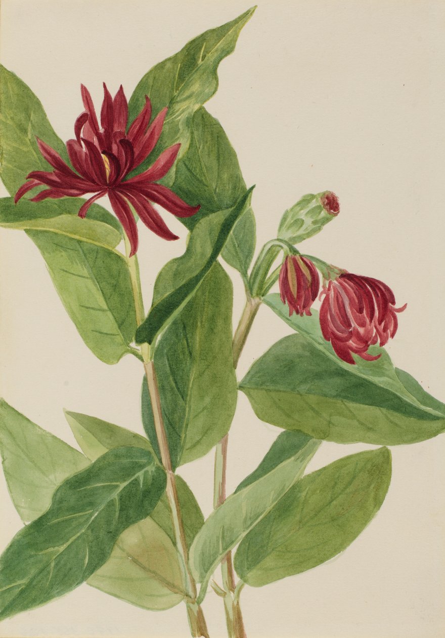 Spicebush (Calycanthus occidentalis) 作者 玛丽·沃克斯·沃尔科特