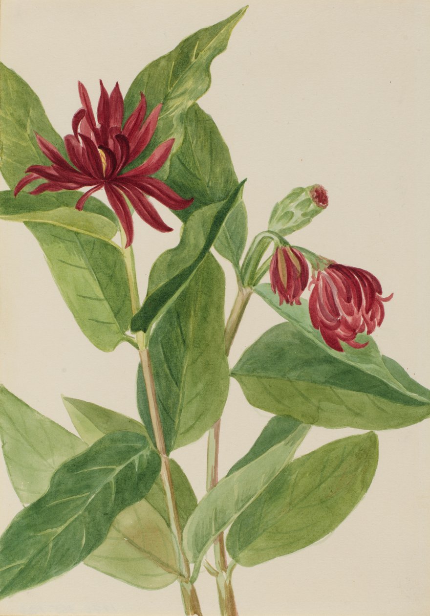 Spicebush Calycanthus occidentalis，1930年代初。 作者 玛丽·沃克斯·沃尔科特