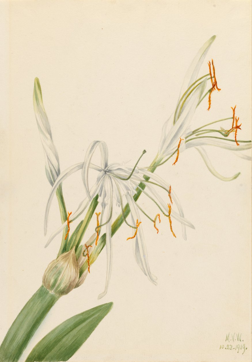 蜘蛛百合（Hymenocallis rotata） 作者 玛丽·沃克斯·沃尔科特