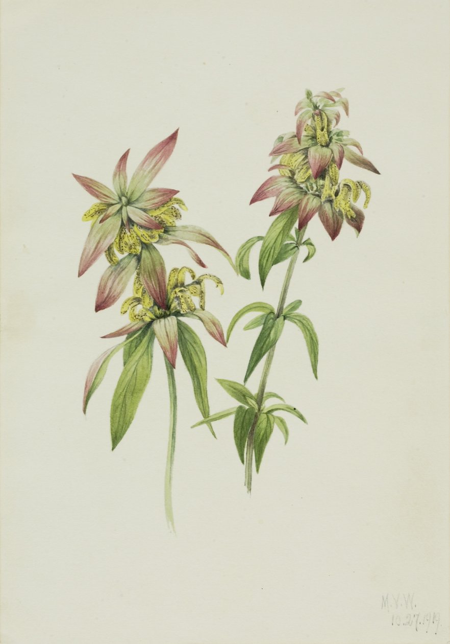 斑点万金油（Monarda punctata） 作者 玛丽·沃克斯·沃尔科特