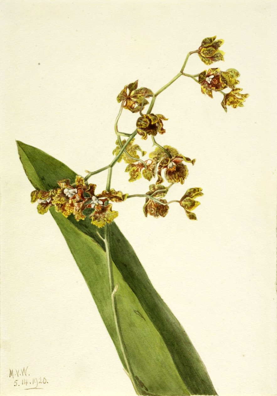 Spotted Cyrtopodium Cyrtopodium punctatum, 1920. 作者 玛丽·沃克斯·沃尔科特