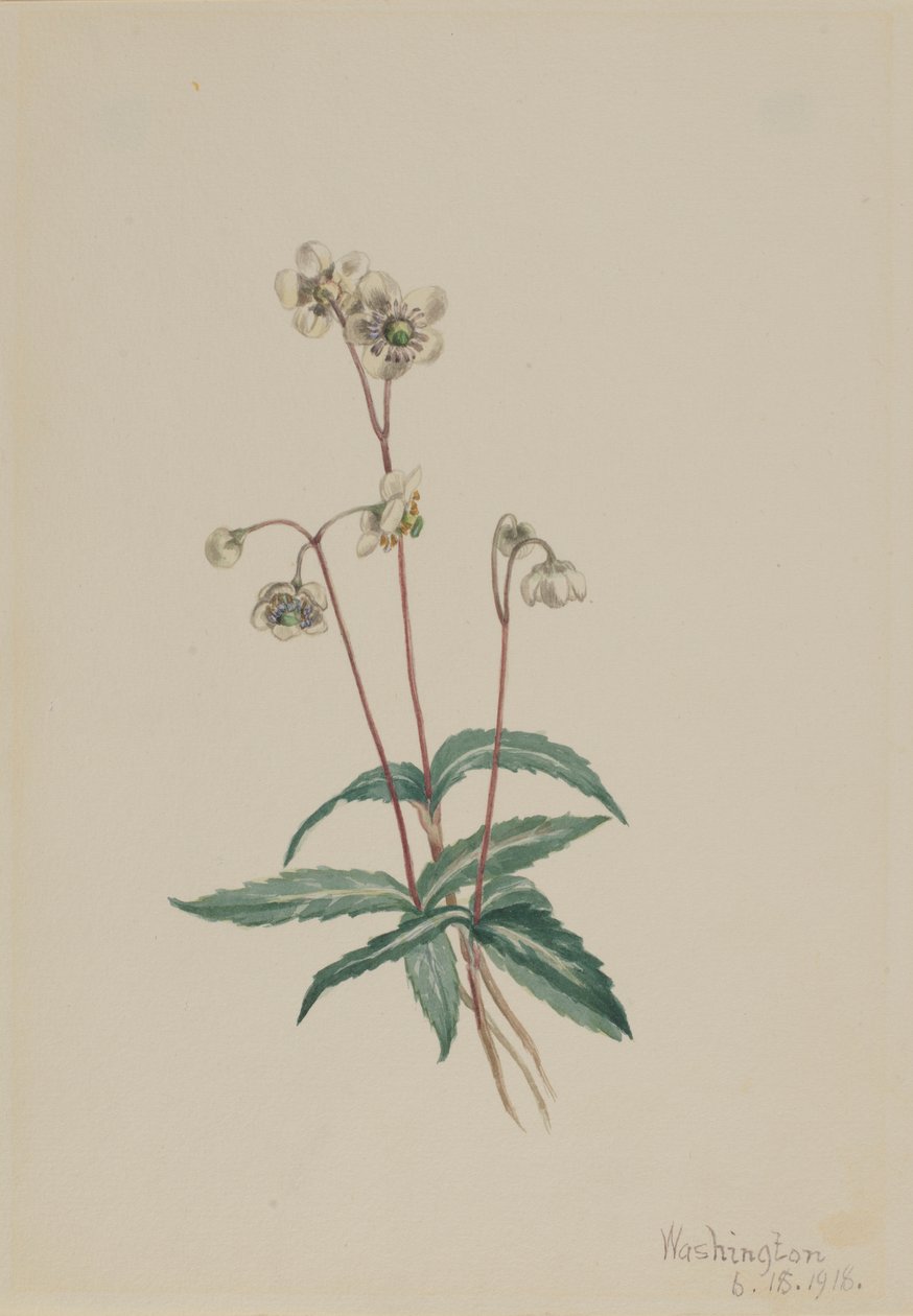 斑纹琵西瓦（Chimaphila maculata） 作者 玛丽·沃克斯·沃尔科特