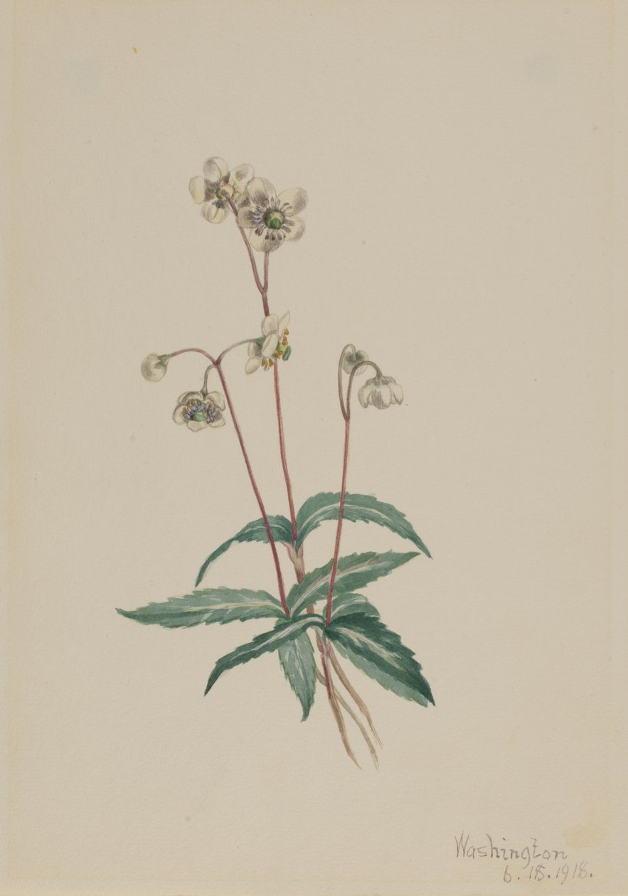 Spotted Pipsissewa Chimaphila maculata, 1918. 作者 玛丽·沃克斯·沃尔科特