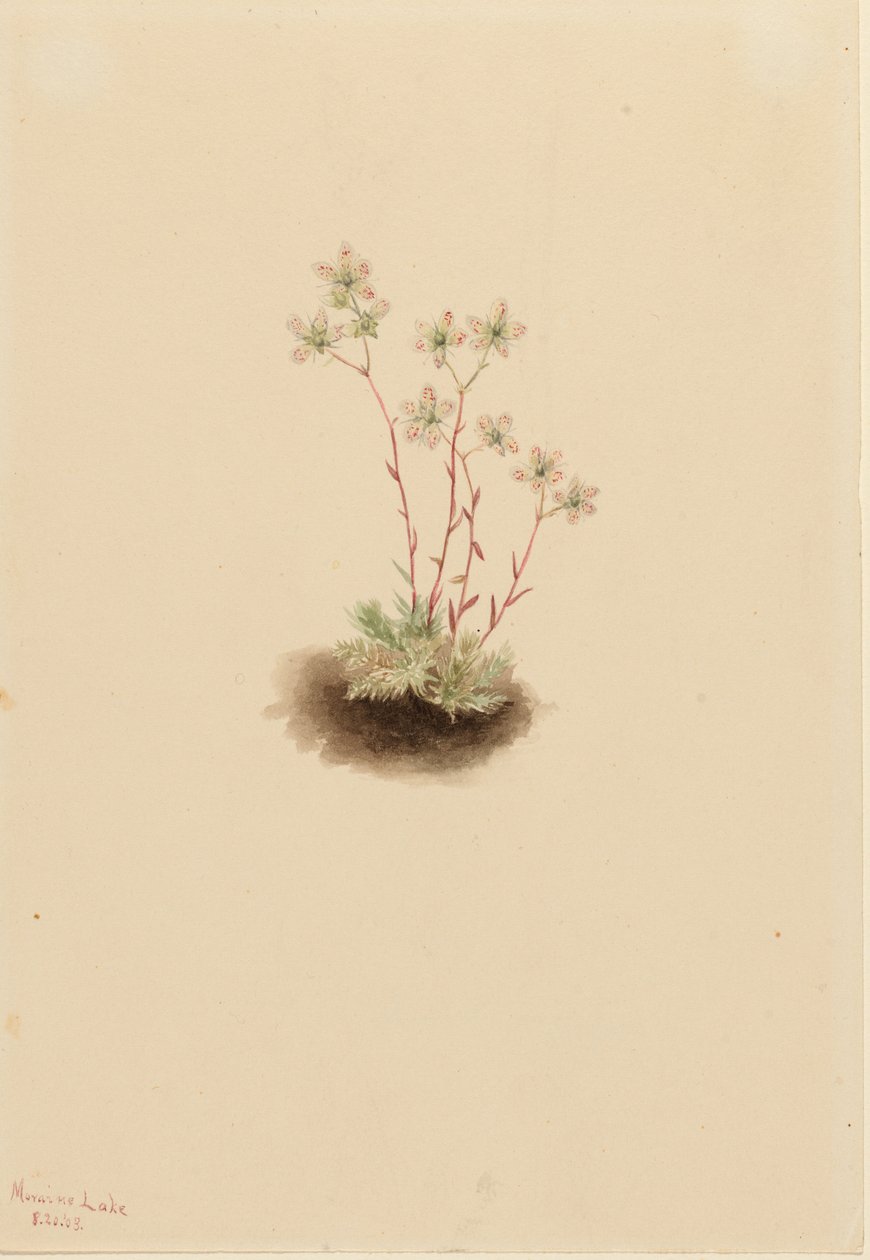 斑点虎耳草（Saxifraga bronchialis） 作者 玛丽·沃克斯·沃尔科特