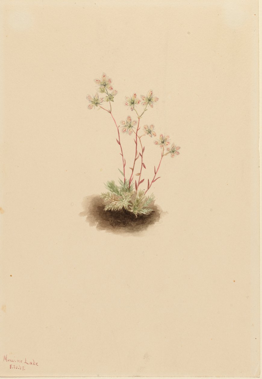 斑点蜡菊 Saxifraga bronchialis, 1903. 作者 玛丽·沃克斯·沃尔科特