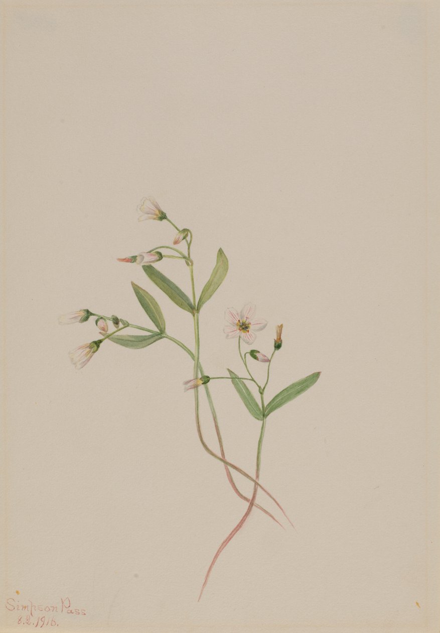 春美人（Claytonia lanceolata） 作者 玛丽·沃克斯·沃尔科特