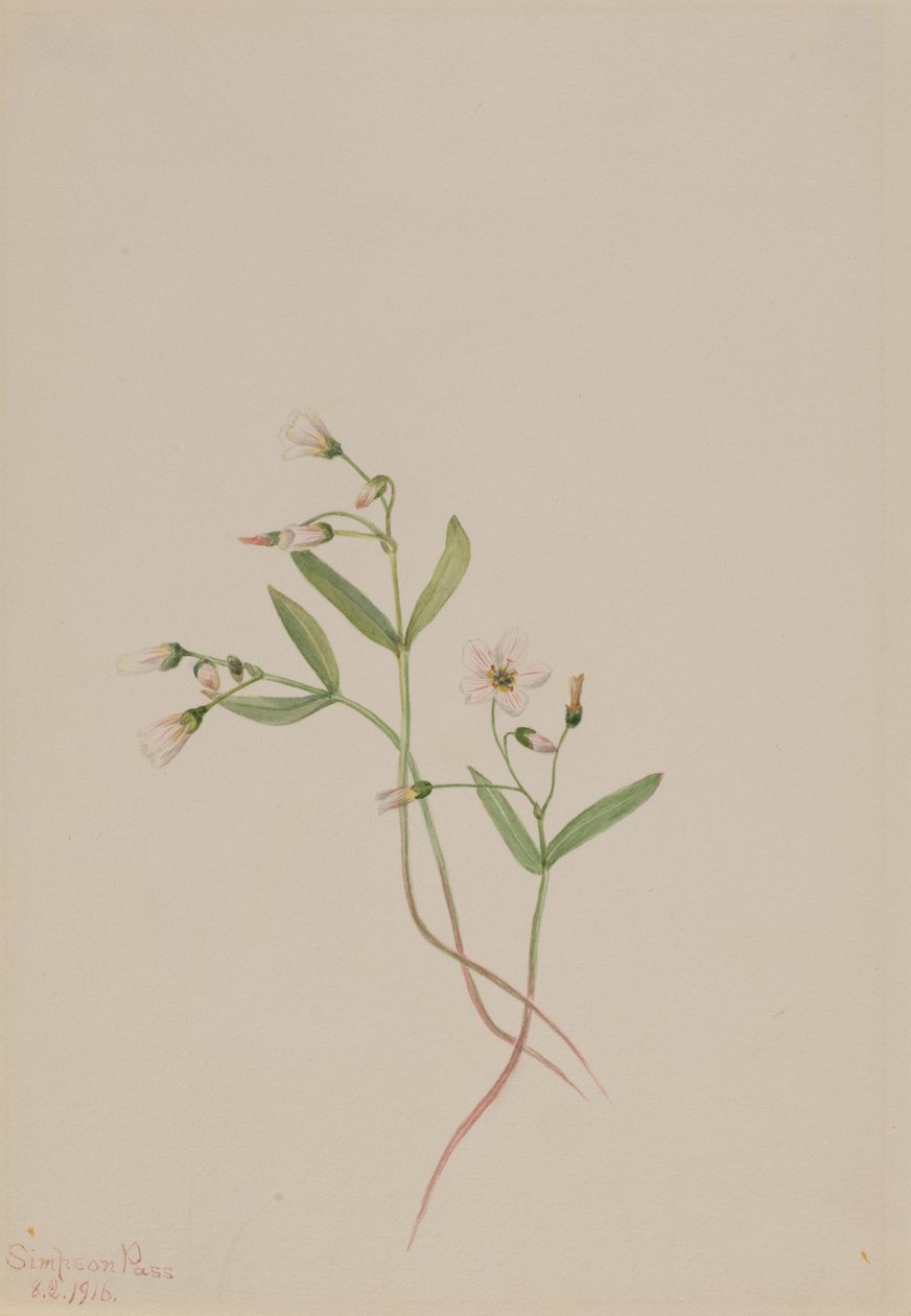 春天的美人 Claytonia lanceolata, 1916. 作者 玛丽·沃克斯·沃尔科特