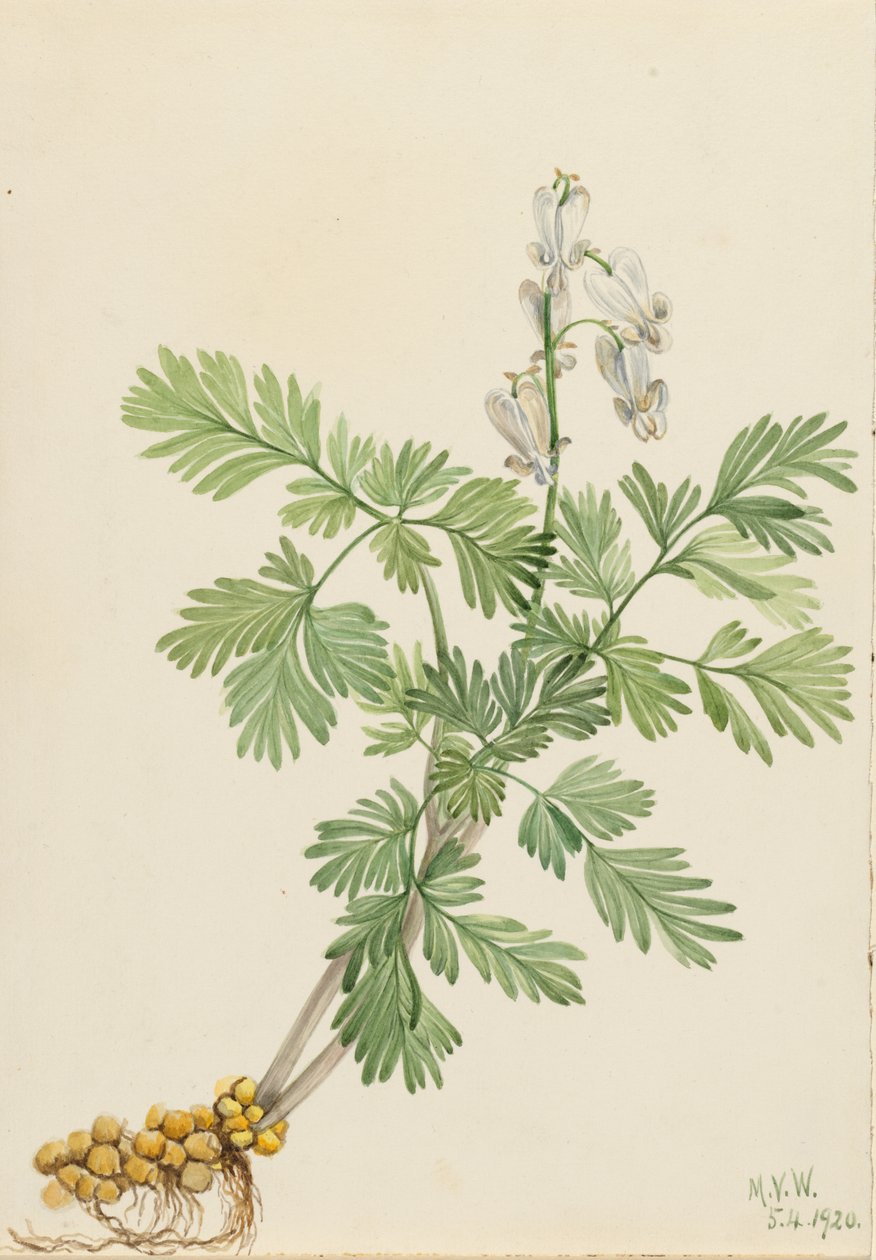 松鼠玉米（Bikukulla canadensis） 作者 玛丽·沃克斯·沃尔科特