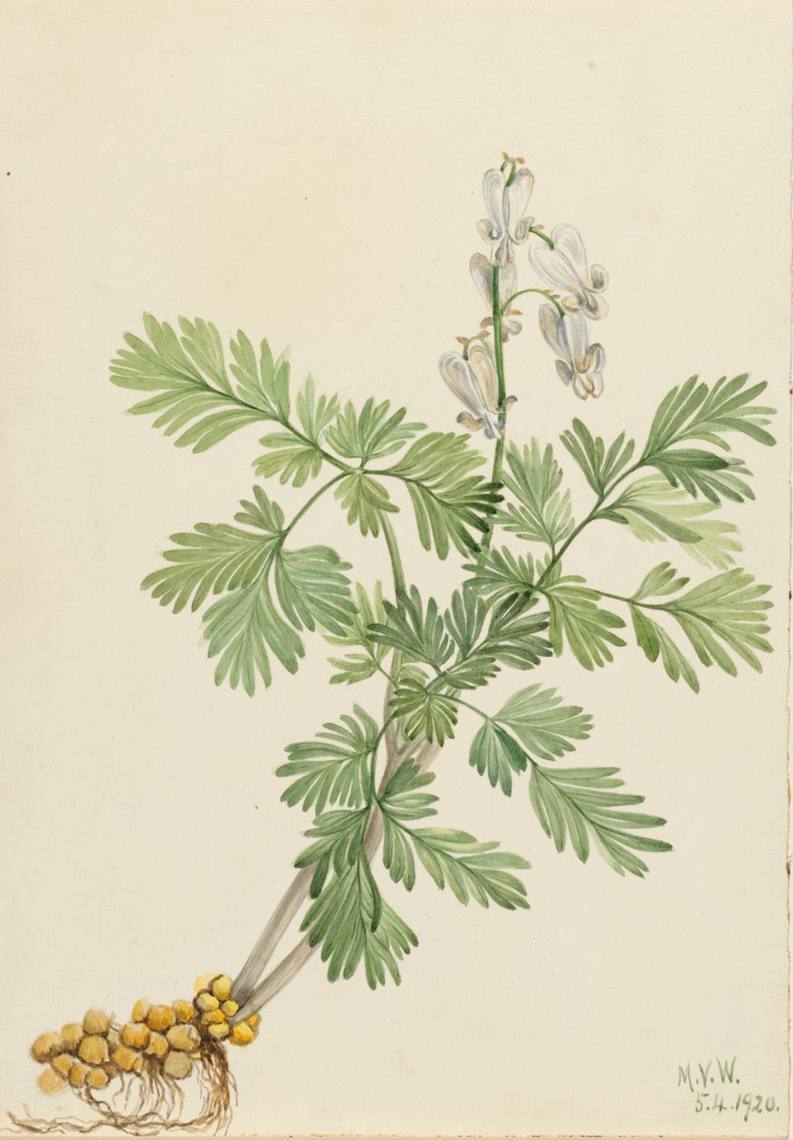 松鼠玉米 Bikukulla canadensis, 1920. 作者 玛丽·沃克斯·沃尔科特