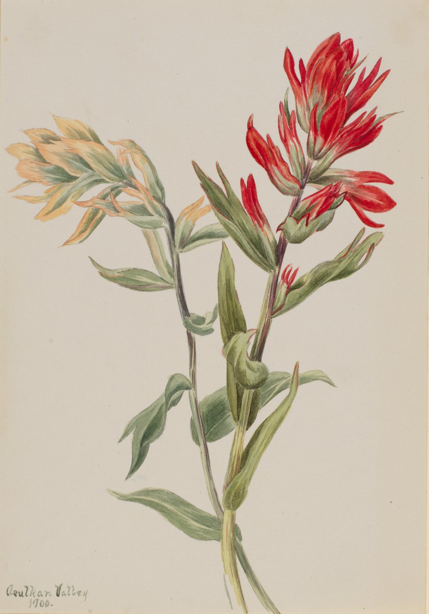 Stachys palustria, 1900. 作者 玛丽·沃克斯·沃尔科特