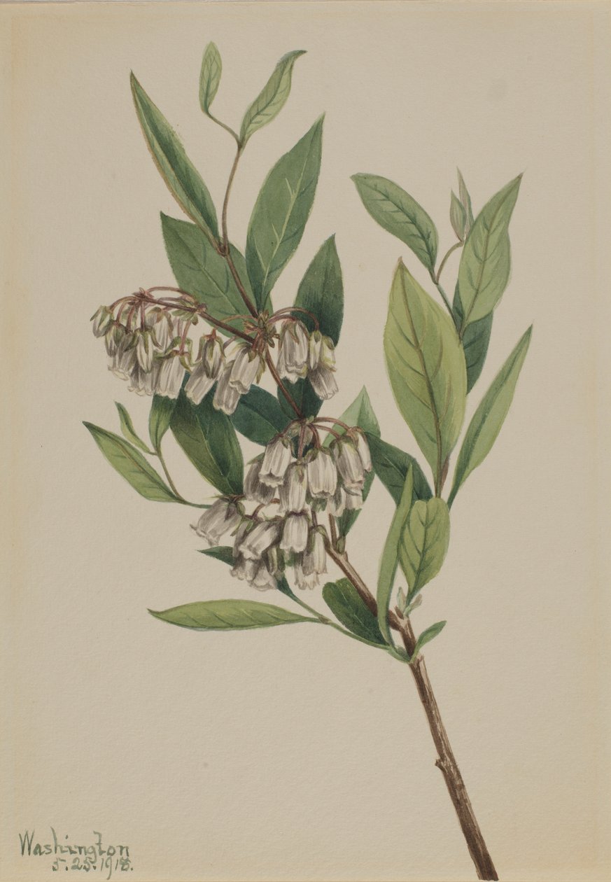 交错灌木（Pieris mariana） 作者 玛丽·沃克斯·沃尔科特