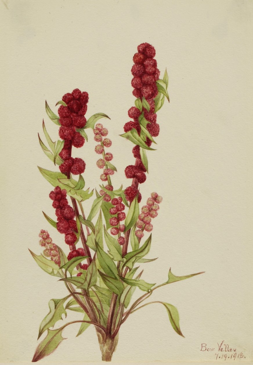 草莓灯（Chenopodium capitatum） 作者 玛丽·沃克斯·沃尔科特