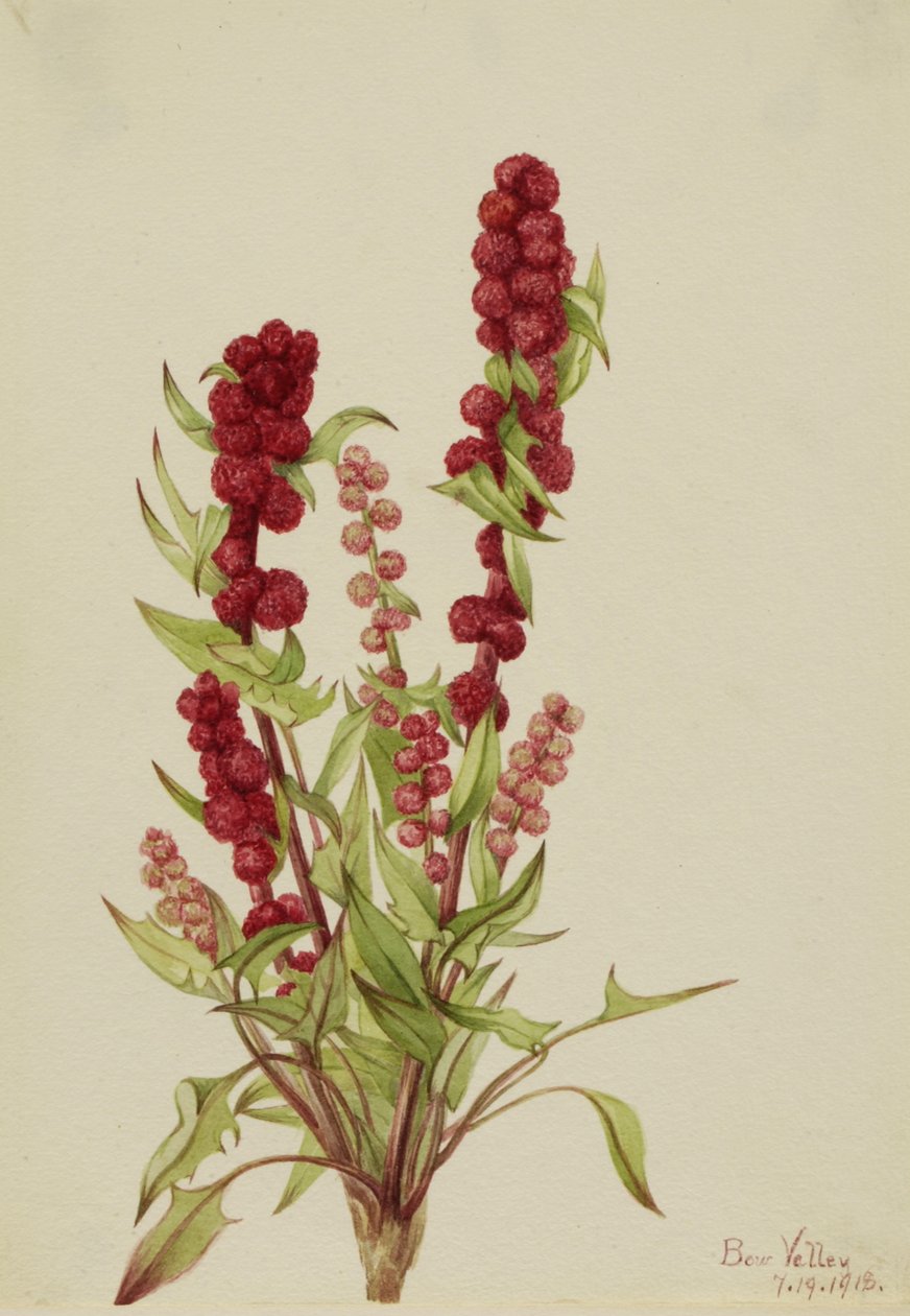 Strawberry-Blite Chenopodium capitatum, 1918. 作者 玛丽·沃克斯·沃尔科特