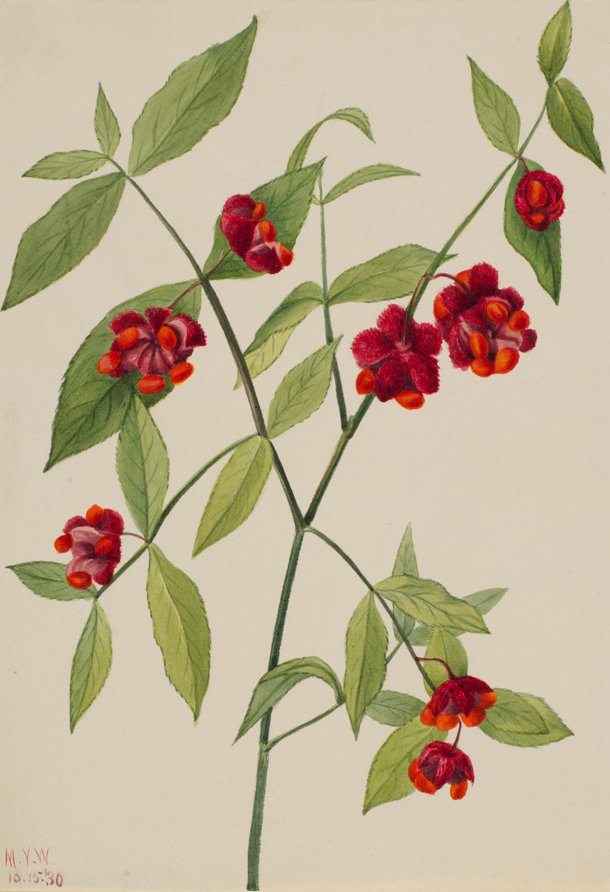 草莓丛--"心花怒放的爱"（Euonymus Americanus） 作者 玛丽·沃克斯·沃尔科特