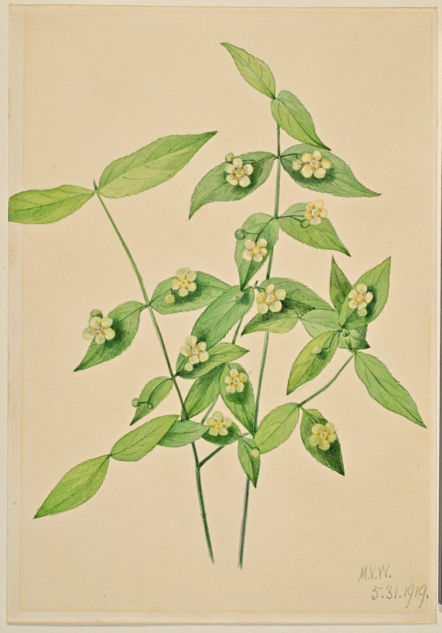 草莓丛（Euonymus americanus） 作者 玛丽·沃克斯·沃尔科特
