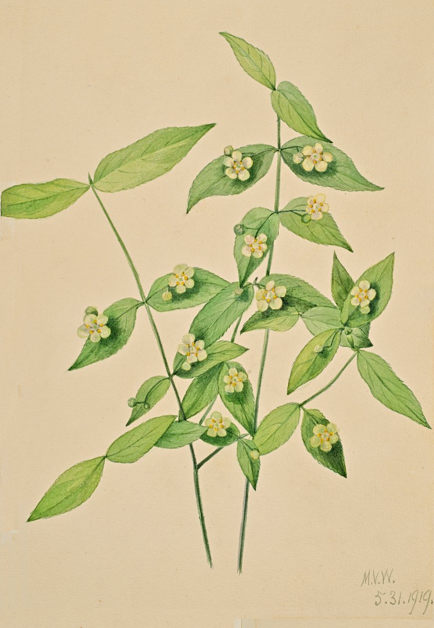 草莓丛 Euonymus americanus, 1919. 作者 玛丽·沃克斯·沃尔科特