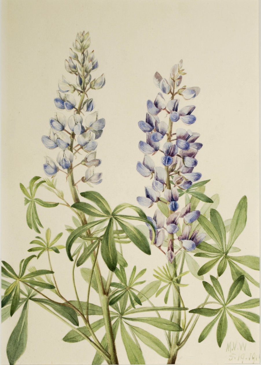 拨阳羽扇豆（Lupinus perennis） 作者 玛丽·沃克斯·沃尔科特