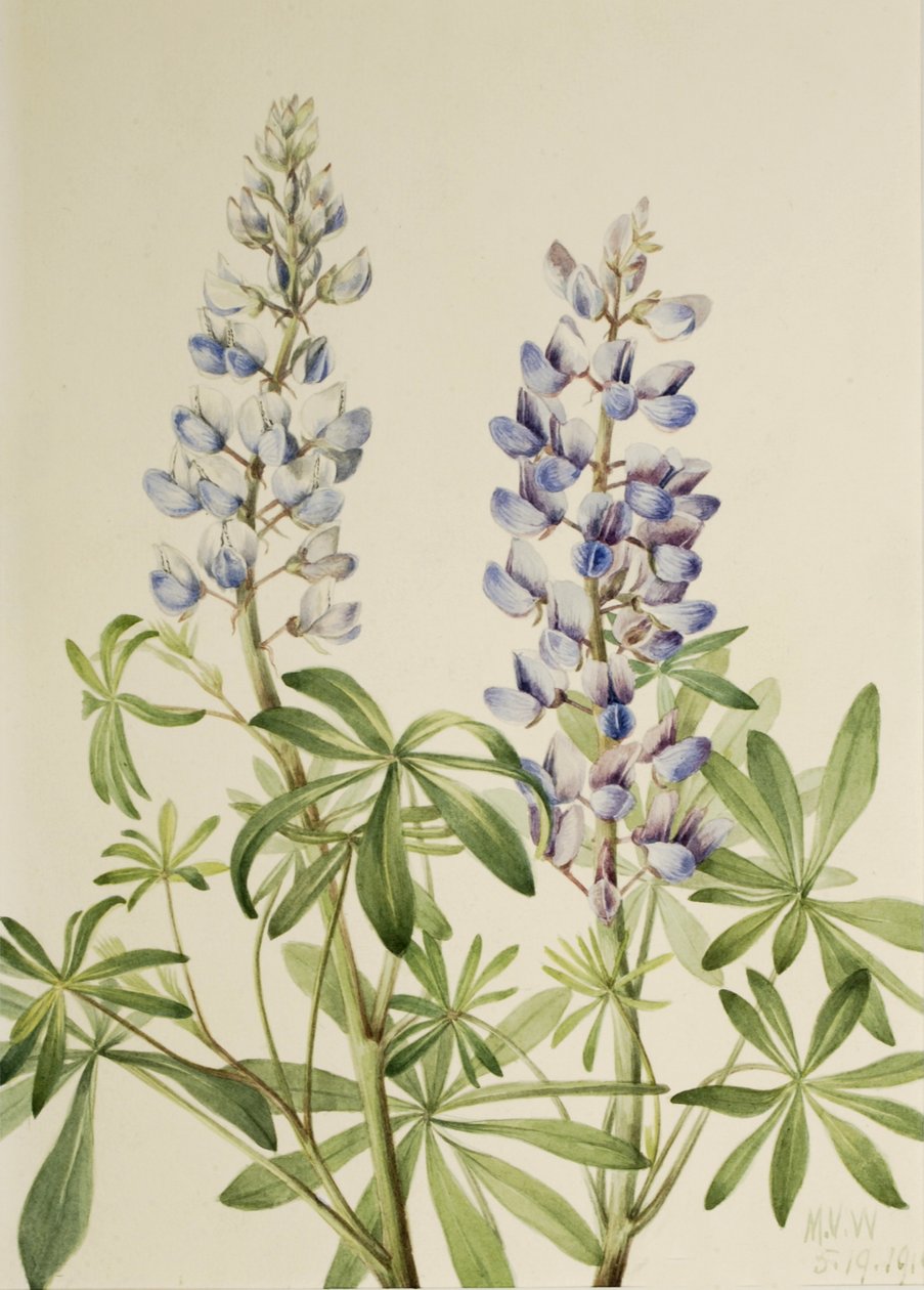 太阳拨号羽扇豆 Lupinus perennis, 1919. 作者 玛丽·沃克斯·沃尔科特