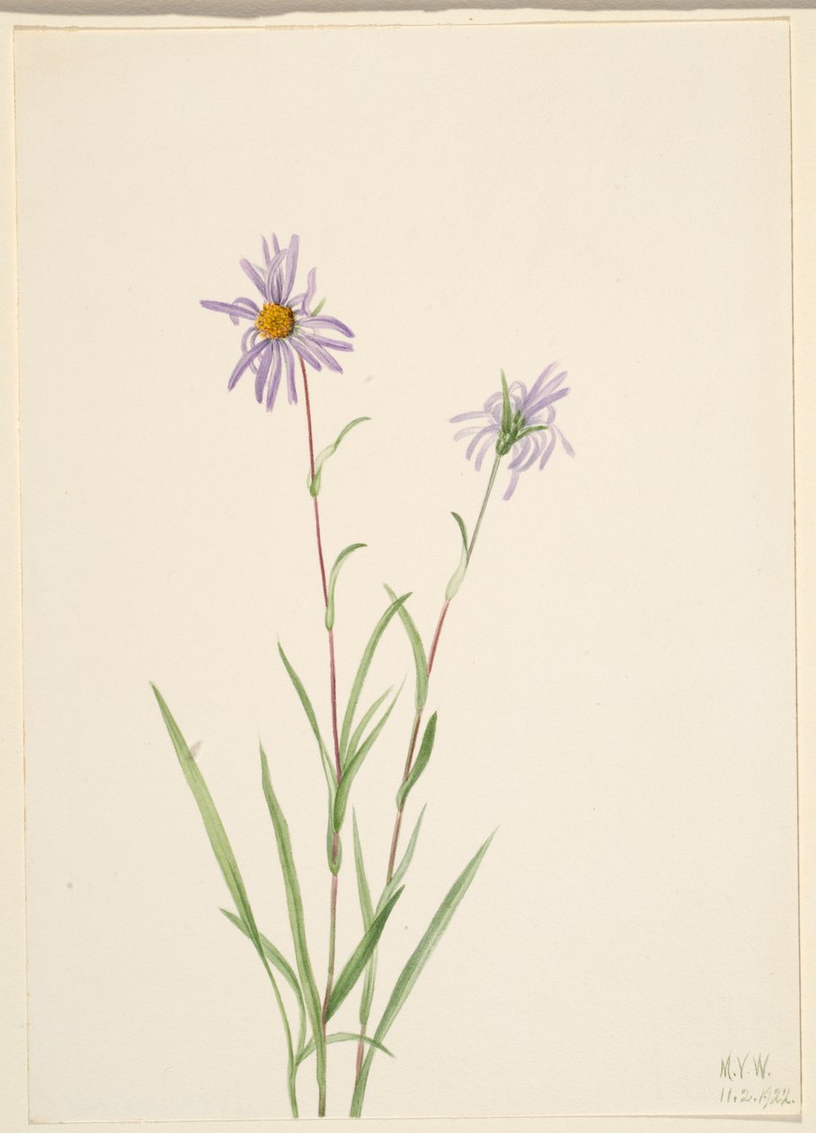 沼泽翠菊（Aster paludosus） 作者 玛丽·沃克斯·沃尔科特
