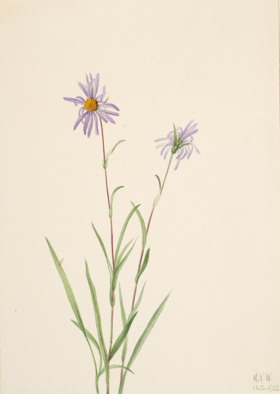 沼泽Aster paludosus，1922。 作者 玛丽·沃克斯·沃尔科特