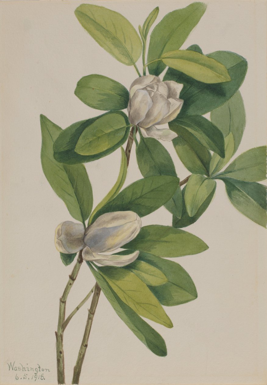 沼泽玉兰（Magnolia virginiana） 作者 玛丽·沃克斯·沃尔科特