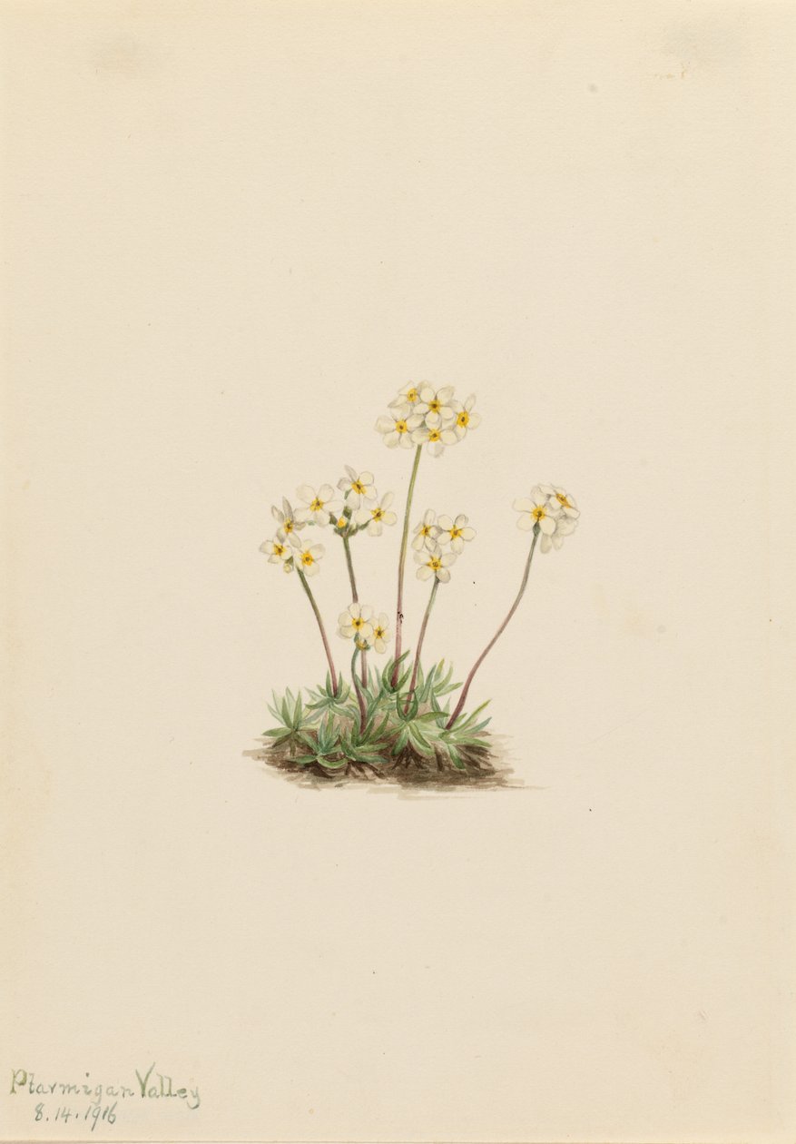 甜芒草（Androsace carinata） 作者 玛丽·沃克斯·沃尔科特