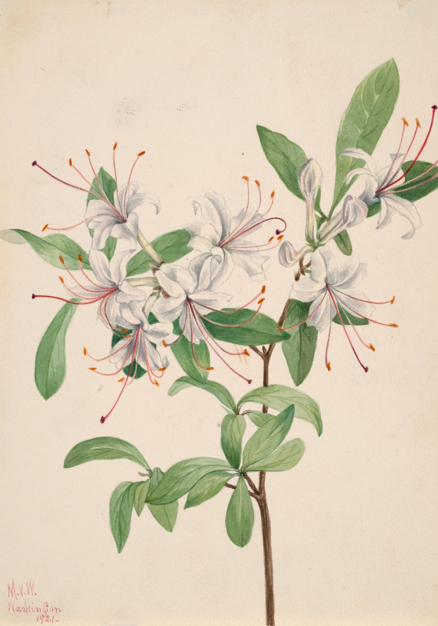 甜杜鹃花Azalea arborescens，1921。 作者 玛丽·沃克斯·沃尔科特