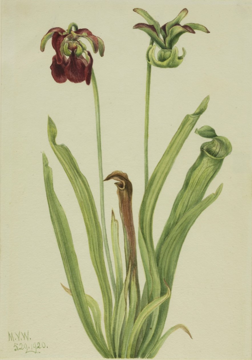 Sweet Pitcherplant Sarracenia rubra, 1920. 作者 玛丽·沃克斯·沃尔科特