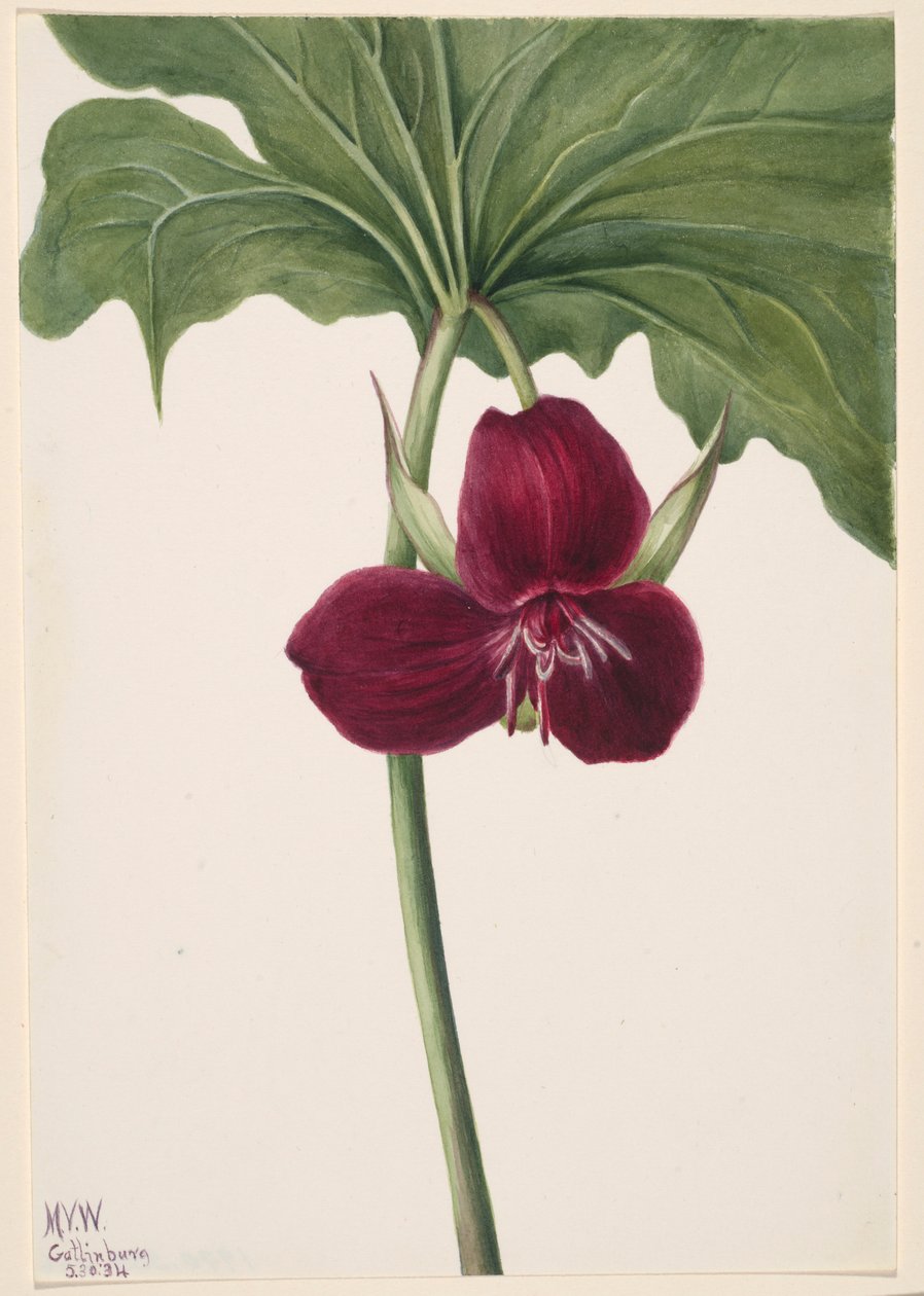 甜三叶草（Trillium vasyi） 作者 玛丽·沃克斯·沃尔科特