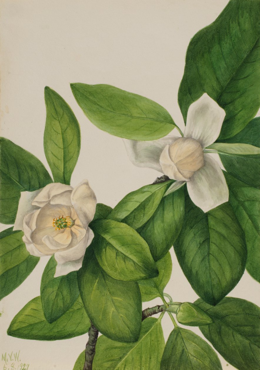 Sweetbay Magnolia virginiana, 1927. 作者 玛丽·沃克斯·沃尔科特