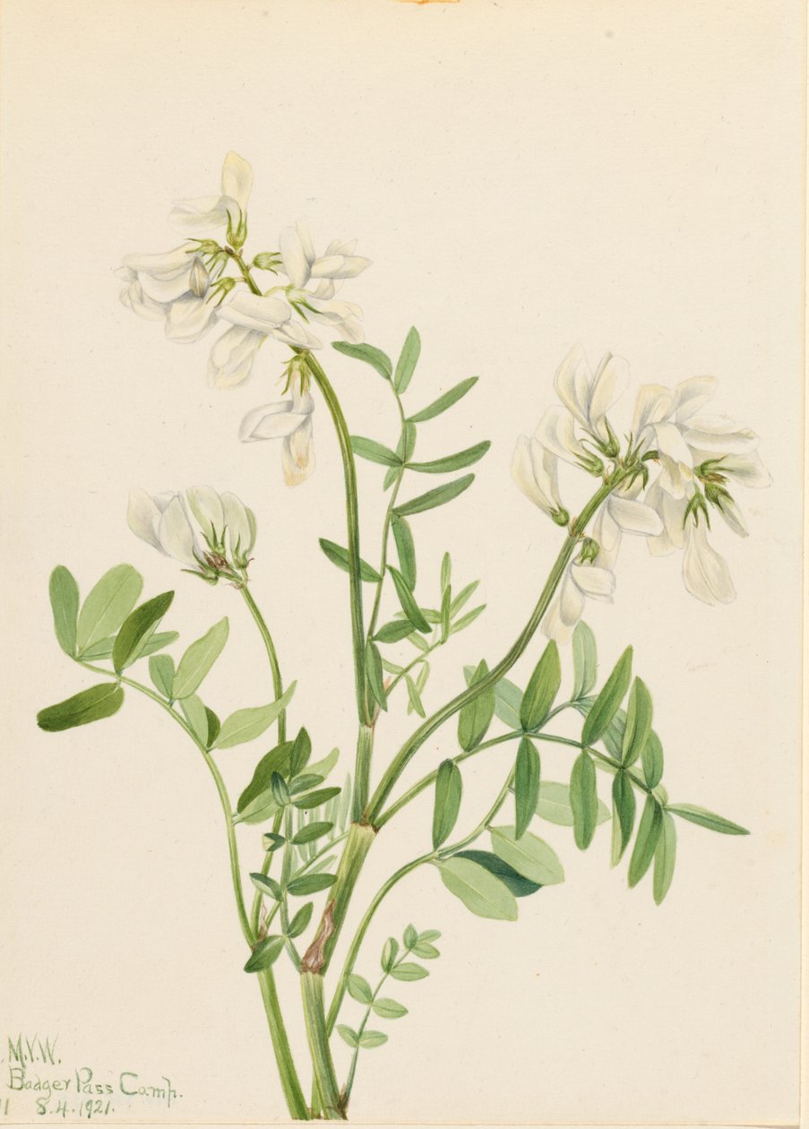 甜茅草（Hedysarum mackenzii） 作者 玛丽·沃克斯·沃尔科特