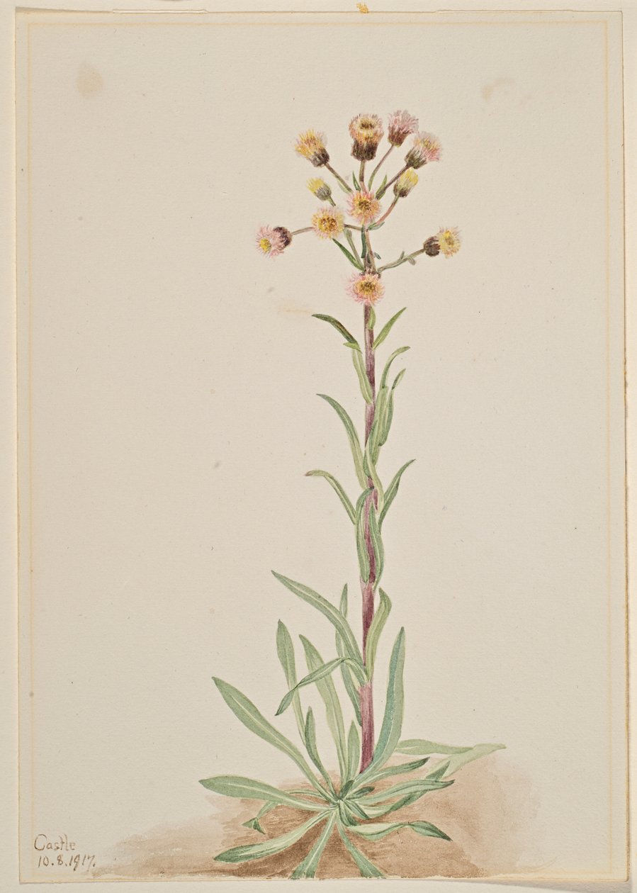 高脚马鞭草（Erigeron acris） 作者 玛丽·沃克斯·沃尔科特