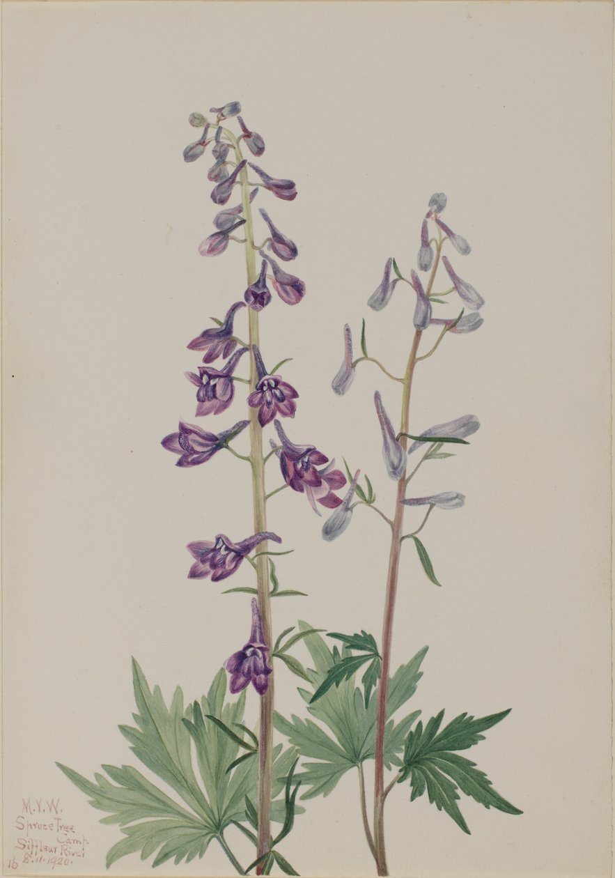 高飞燕草（Delphinium elongatum） 作者 玛丽·沃克斯·沃尔科特
