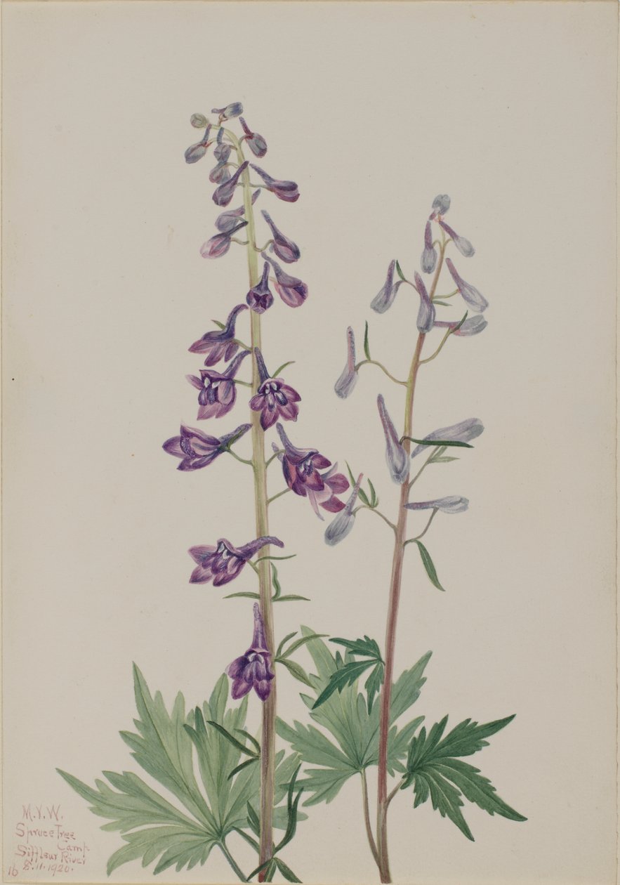 高大的飞燕草 Delphinium elongatum, 1920. 作者 玛丽·沃克斯·沃尔科特
