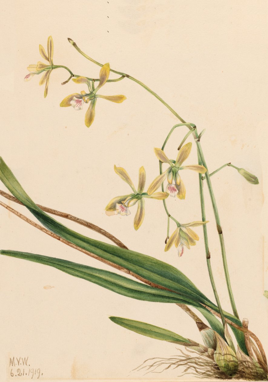 Tampa Epidendrum Epidendrum tampense, 1919. 作者 玛丽·沃克斯·沃尔科特