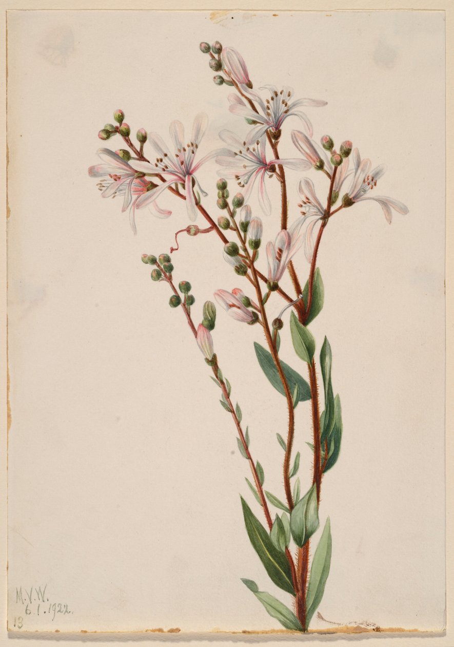 塔尔花（Befaria racemosa） 作者 玛丽·沃克斯·沃尔科特