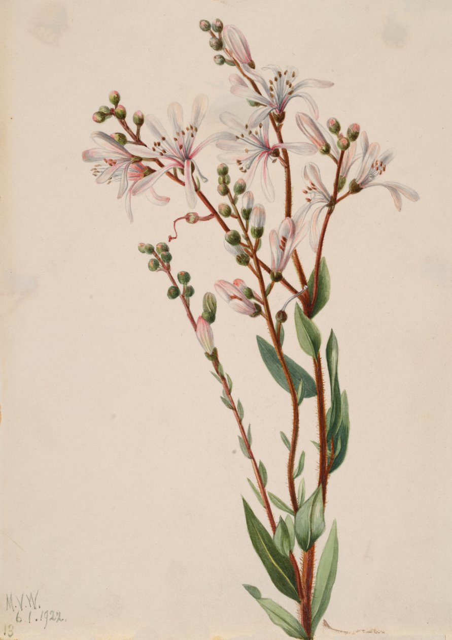 Tarflower Befaria racemosa, 1922. 作者 玛丽·沃克斯·沃尔科特