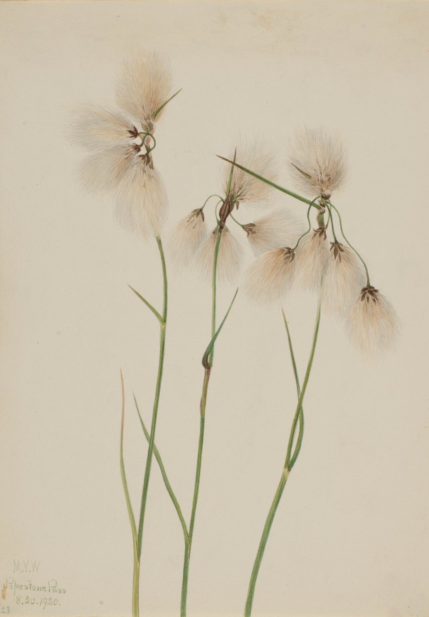 流苏棉草（Eriophorum angustifolium） 作者 玛丽·沃克斯·沃尔科特