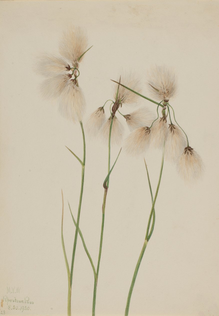 Tassel Cottongrass Eriophorum angustifolium, 1920. 作者 玛丽·沃克斯·沃尔科特