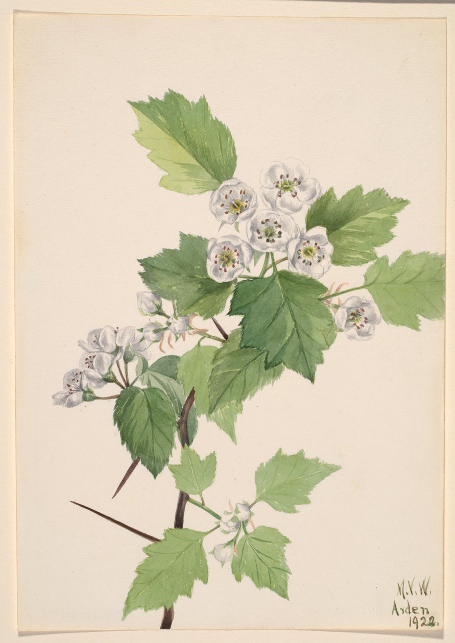 厚朴山楂（Crataegus coccinea） 作者 玛丽·沃克斯·沃尔科特