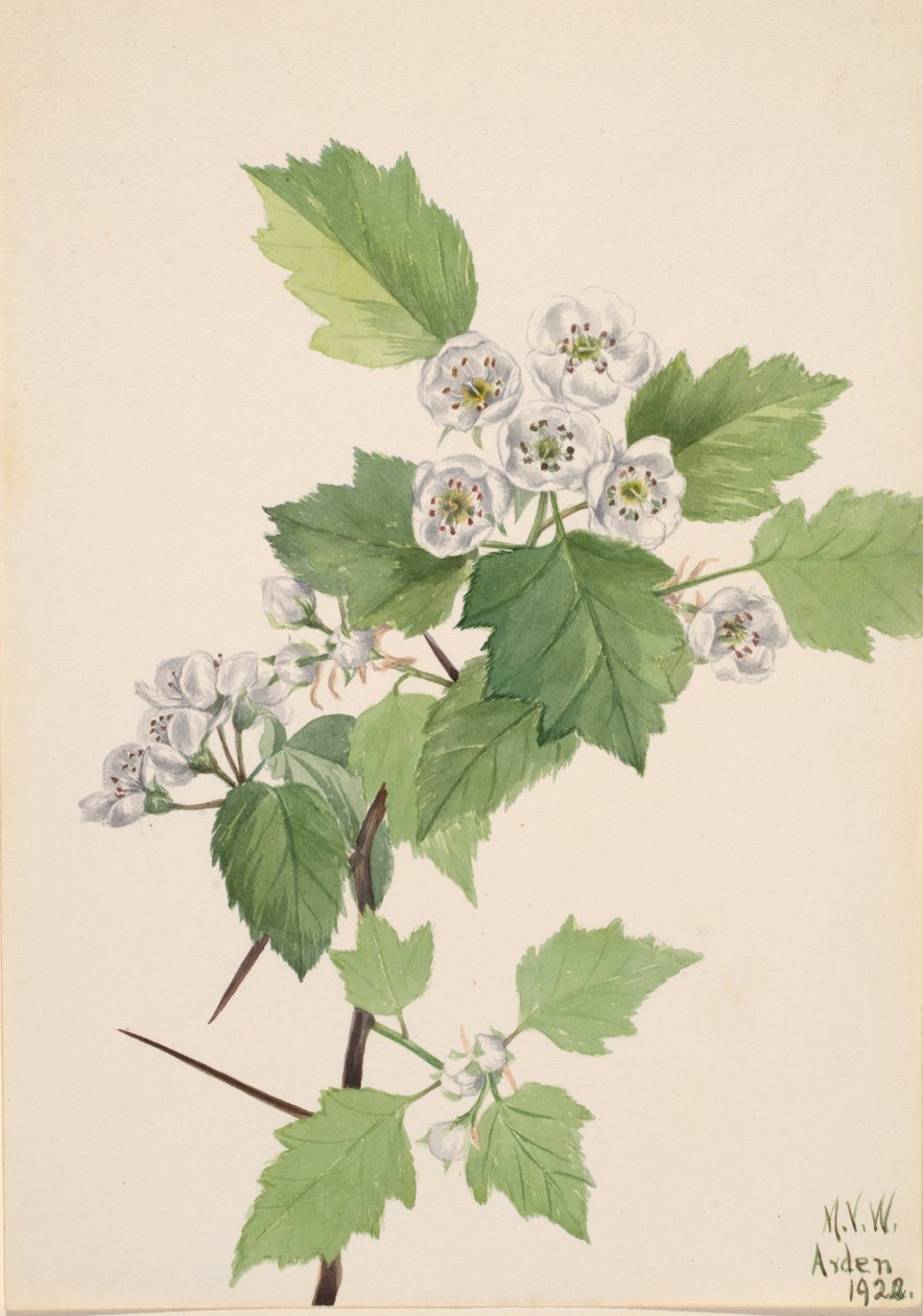 灌木山楂 Crataegus coccinea, 1922. 作者 玛丽·沃克斯·沃尔科特