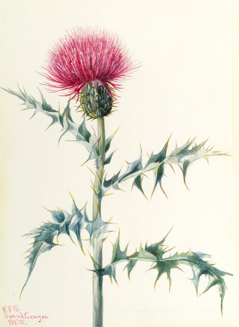 蓟（Cirsium arizonica） 作者 玛丽·沃克斯·沃尔科特